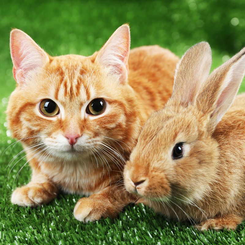 Rabbit & Cat