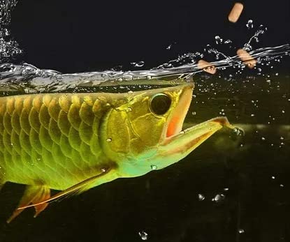 Inch Gold Large Arowana, 454G for Large Arowanas and Carnivorous Fish