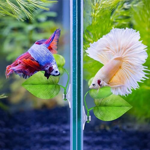 Betta fish outlet resting leaf