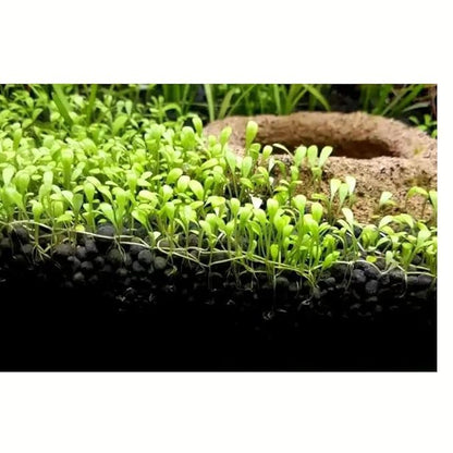 Ocean Free Aqua Grow Plant & Shrimp Soil | 3L