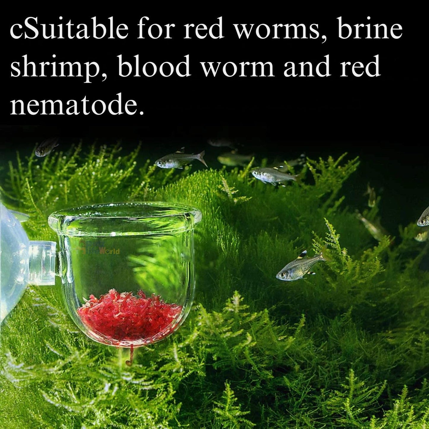 Petzlifeworld Transparent Acrylic Live Blood Worms Feeding Cone with Sucker for Aquarium Fish Tank