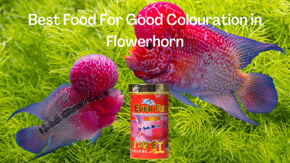 Ocean Free XO Ever Red (Original) Fish Food, 280ML/100G | Enhance Strong Redness Development for Flowerhorn Fish