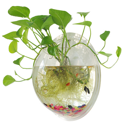 Acrylic Wall Hanging Bowl 15 Inch for Fish and Indoor Plants. - PetzLifeWorld