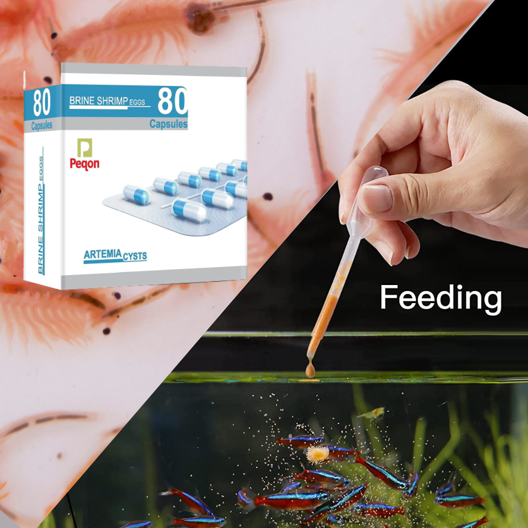 Peqon Artemia Cysts (Brine Shrimp Eggs) - 80 Capsule - Made in USA with 90% Hatching Rate