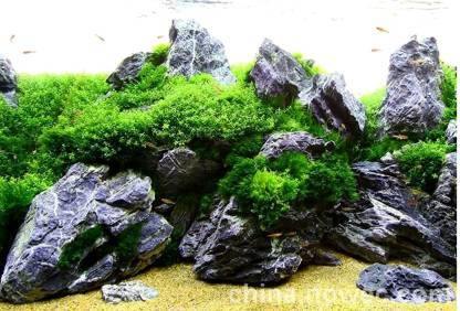 Seiryu Rock for Aquascaping, Aquariums, Terrariums, Vivariums River Rock - PetzLifeWorld